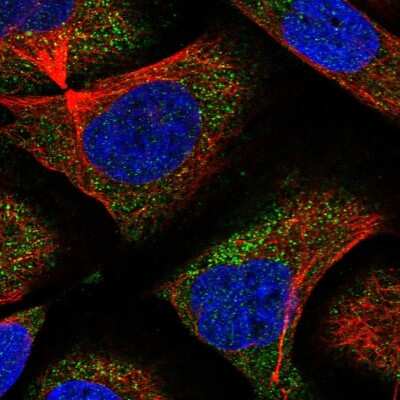 Immunocytochemistry/ Immunofluorescence: CNOT6 Antibody [NBP1-86564]