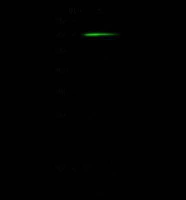 Western Blot: CNOT6 Antibody [NBP2-99135]