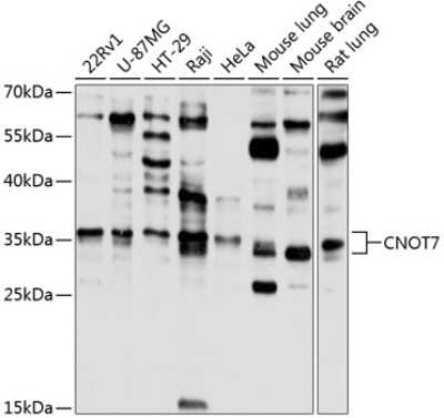 Western Blot: CNOT7 AntibodyAzide and BSA Free [NBP2-92571]