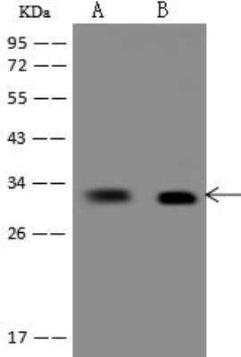 Western Blot: CNOT7 Antibody [NBP3-12705]