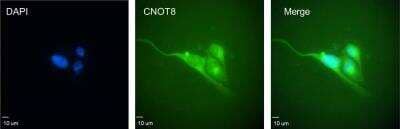 Immunocytochemistry/ Immunofluorescence: CNOT8 Antibody (1F11) [H00009337-M01]