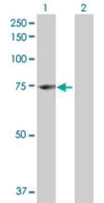 Western Blot: CNOX Antibody [H00055068-B01P]