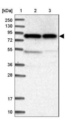 Western Blot: CNOX Antibody [NBP1-88152]