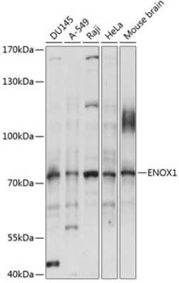 Western Blot: CNOX AntibodyAzide and BSA Free [NBP2-92146]