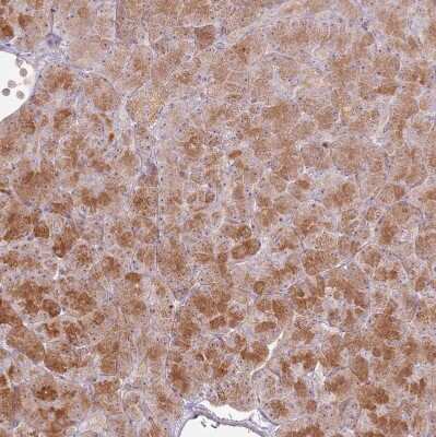 Immunohistochemistry-Paraffin: CNPY1 Antibody [NBP1-94188]