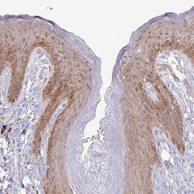 Immunohistochemistry-Paraffin: CNPY1 Antibody [NBP1-94188]