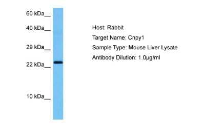 Western Blot: CNPY1 Antibody [NBP2-82720]