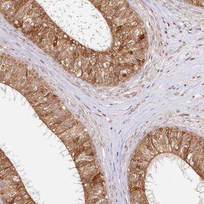 Immunohistochemistry-Paraffin: CNPY2 Antibody [NBP1-81716]