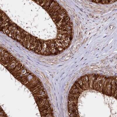 Immunohistochemistry-Paraffin: CNPY2 Antibody [NBP1-91799]