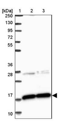 Western Blot: CNPY2 Antibody [NBP1-81716]