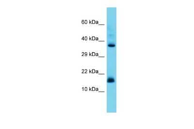 Western Blot: CNPY2 Antibody [NBP2-84707]