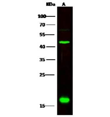 Western Blot: CNPY2 Antibody [NBP3-00189]