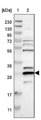 Western Blot: PRAT4B/CNPY4 Antibody [NBP1-81086]