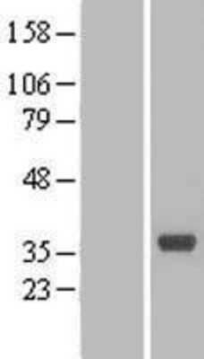 Western Blot: PRAT4B/CNPY4 Overexpression Lysate [NBL1-09325]