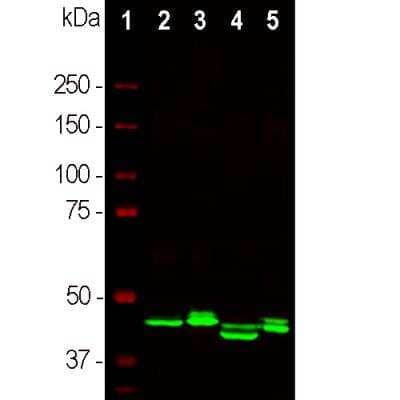 Western Blot: CNPase Antibody (1H10) [NBP2-50031]