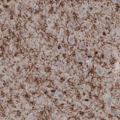 Immunohistochemistry-Paraffin: CNPase Antibody (CL2872) [NBP2-46636]