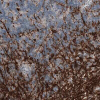 Immunohistochemistry-Paraffin: CNPase Antibody (CL2872) [NBP2-46636]