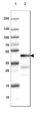 Western Blot: CNPase Antibody (CL2872) [NBP2-46636]