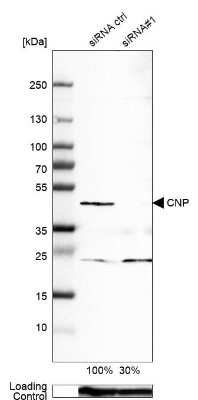 Western Blot: CNPase Antibody (CL2871) [NBP2-46635]