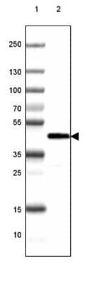 Western Blot: CNPase Antibody (CL2887) [NBP2-46617]