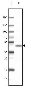 Western Blot: CNPase Antibody (CL2887) [NBP2-46617]