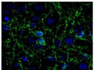 Immunohistochemistry-Frozen: CNPase Antibody - Azide and BSA Free [NB110-93362]