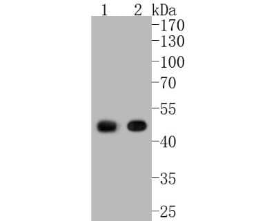 Western Blot: CNPase Antibody (JF10-25) [NBP2-66986]