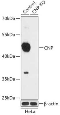 Knockout Validated: CNPase Antibody - Azide and BSA Free [NBP3-03492]