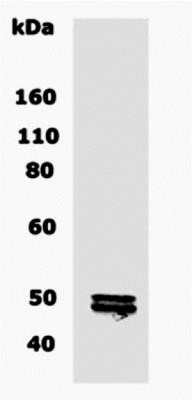 Western Blot: CNPase AntibodyBSA Free [NB110-79874]