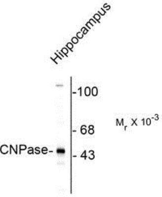 Western Blot: CNPase AntibodyAzide and BSA Free [NB110-93362]