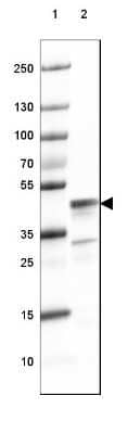 Western Blot: CNPase Antibody [NBP1-85995]