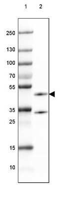 Western Blot: CNPase Antibody [NBP1-85995]