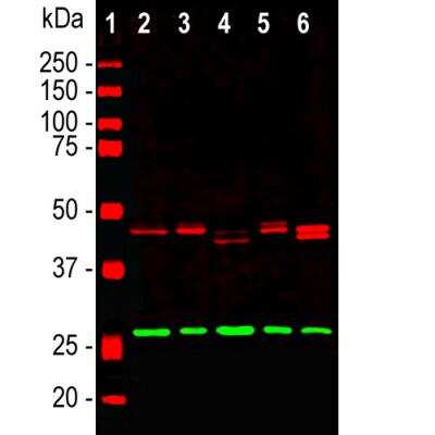 Western Blot: CNPase Antibody [NBP2-50058]