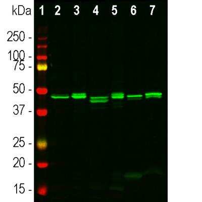 Western Blot: CNPase Antibody [NBP3-05551]