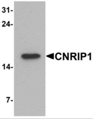 Western Blot: CNRIP1 AntibodyBSA Free [NBP2-81897]