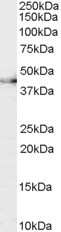 Western Blot: CNTFR Antibody [NB100-55418]