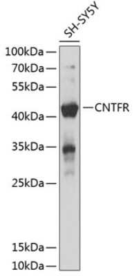 Western Blot: CNTFR AntibodyBSA Free [NBP2-92702]