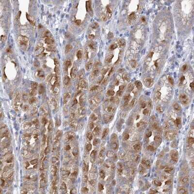 Immunohistochemistry-Paraffin: CNTLN Antibody [NBP1-88796]