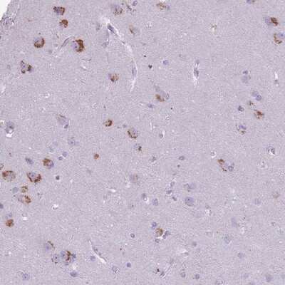 Immunohistochemistry-Paraffin: CNTNAP3 Antibody [NBP2-13851]