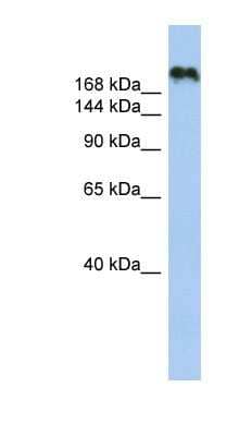 Western Blot: CNTNAP4 Antibody [NBP1-59223]