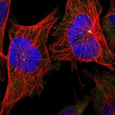 Immunocytochemistry/ Immunofluorescence: CNTROB Antibody [NBP1-82835]