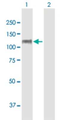 Western Blot: CNTROB Antibody [H00116840-B01P]