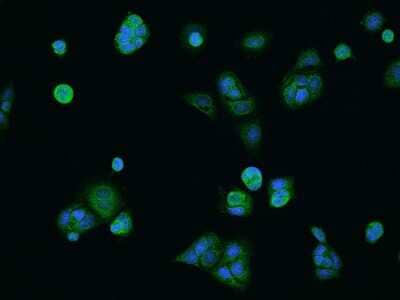 Immunocytochemistry/ Immunofluorescence: COA5 Antibody [NBP2-97357]