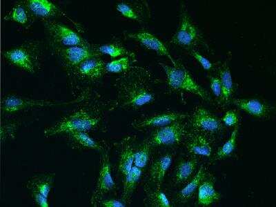 Immunocytochemistry/ Immunofluorescence: COA6 Antibody [NBP3-06320]