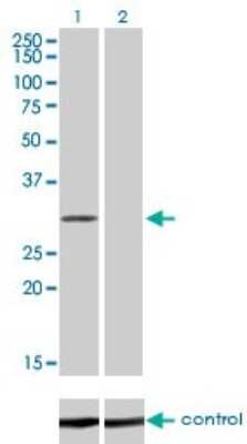 Western Blot: COASY Antibody (1H6) [H00080347-M01]
