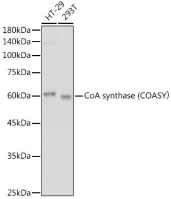 Western Blot: COASY Antibody (7K2O6) [NBP3-15321]