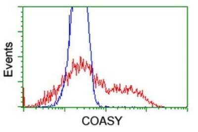 Flow Cytometry: COASY Antibody (OTI3B3) - Azide and BSA Free [NBP2-72224]