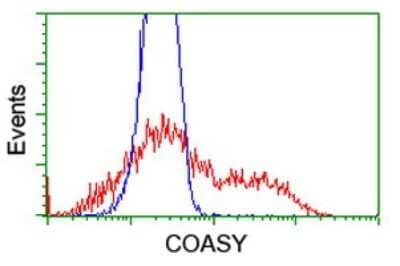 Flow Cytometry: COASY Antibody (OTI3B3) [NBP2-01081]