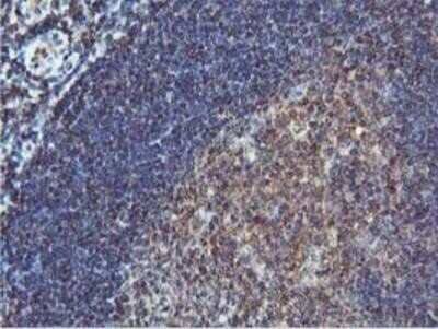 Immunohistochemistry-Paraffin: COASY Antibody (OTI3B3) [NBP2-01081]