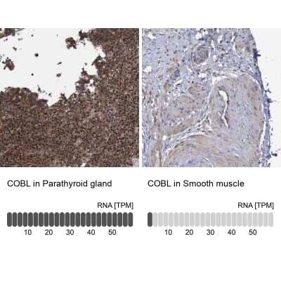 Immunohistochemistry-Paraffin: COBL Antibody [NBP1-89615]